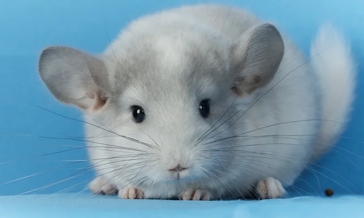 Пропонується маленький шиншилла - білий фіолетовий - фото № 6