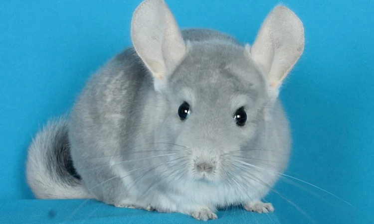 Пухнасті шиншили від заводчика - фото № 1