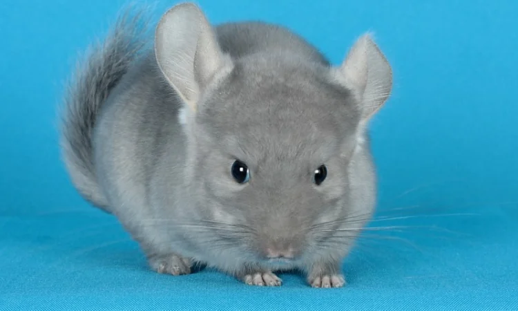 Пухнасті шиншили від заводчика - фото № 2