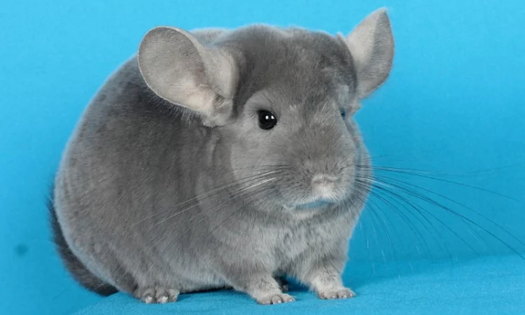 Пухнасті шиншили від заводчика - фото № 3