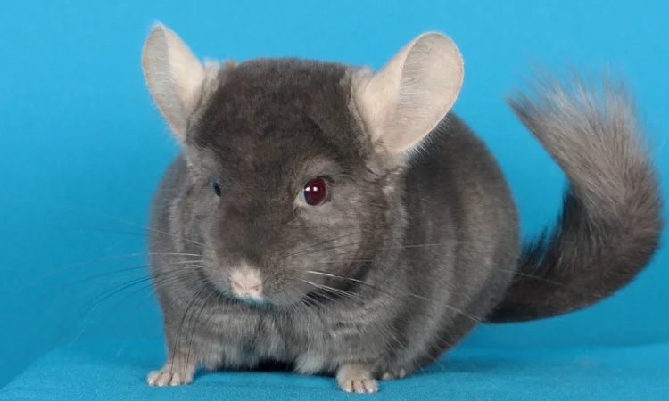 Пухнасті шиншили від заводчика - фото № 4