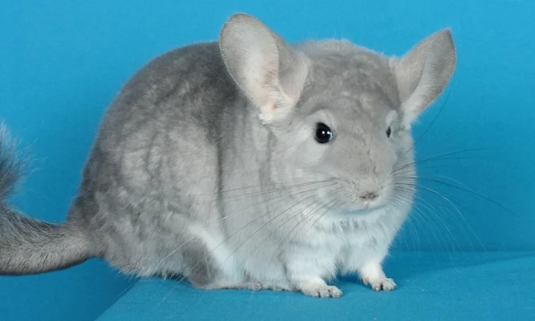 Пухнасті шиншили від заводчика - фото № 5