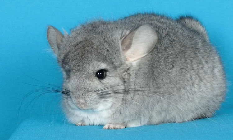 Пухнасті шиншили від заводчика - фото № 6