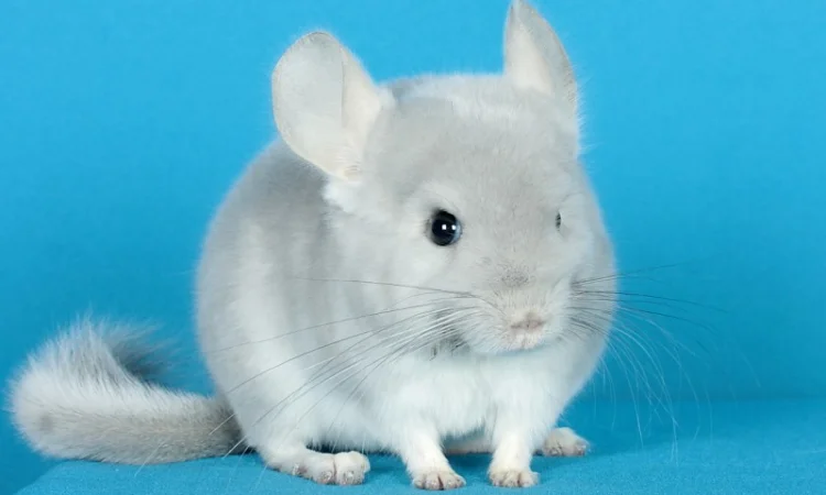 Пухнасті шиншили від заводчика - фото № 7