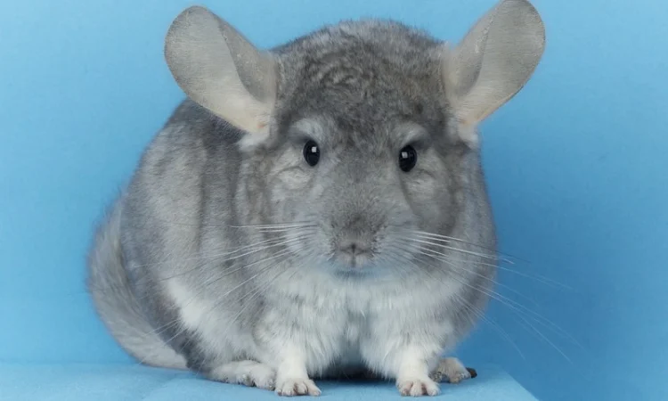 Пропонуються різнокольорові шиншили з Миколаївського розплідника - фото № 9