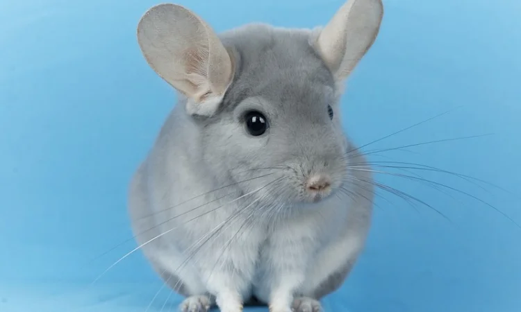 Пропонуються різнокольорові шиншили з Миколаївського розплідника - фото № 10