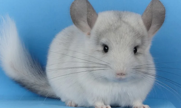 Пропонуються різнокольорові шиншили з Миколаївського розплідника - фото № 11