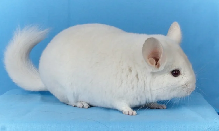 Пропонуються різнокольорові шиншили з Миколаївського розплідника - фото № 12