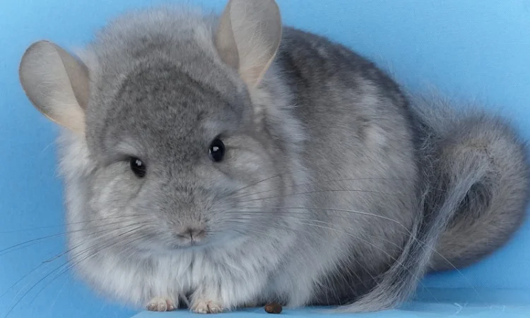 Пропонуються різнокольорові шиншили з Миколаївського розплідника - фото № 13