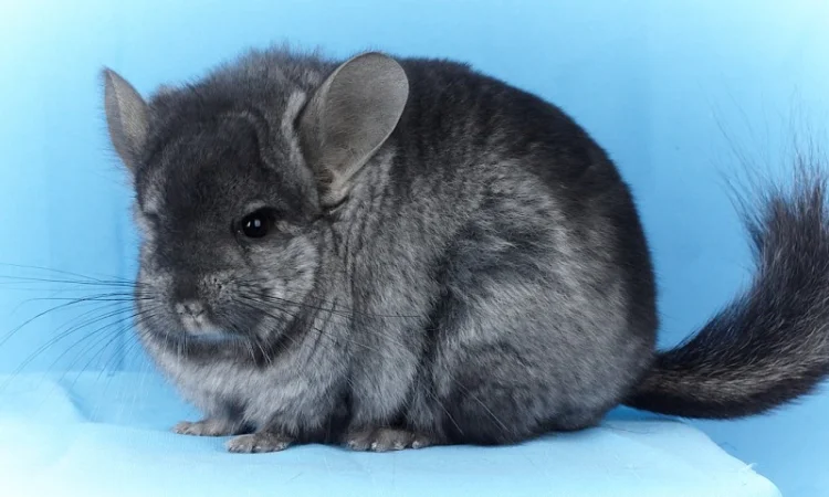 Пропонуються різнокольорові шиншили з Миколаївського розплідника - фото № 14