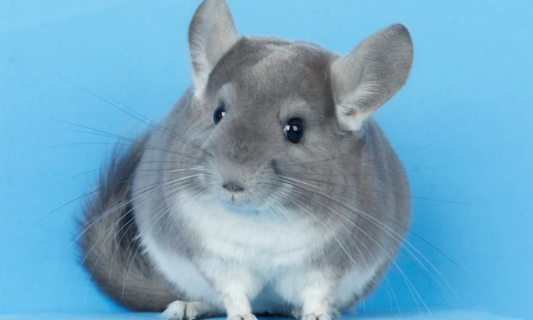 Пропонуються різнокольорові шиншили з Миколаївського розплідника - фото № 15