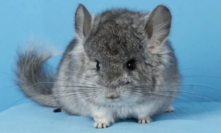 Пропонуються різнокольорові шиншили з Миколаївського розплідника - фото № 1