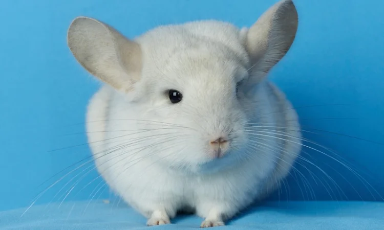 Пропонуються різнокольорові шиншили з Миколаївського розплідника - фото № 2