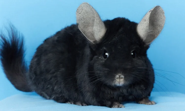 Пропонуються різнокольорові шиншили з Миколаївського розплідника - фото № 4