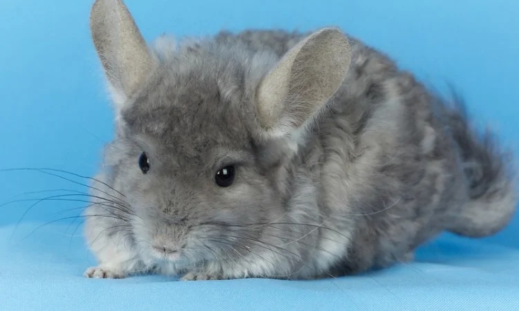 Пропонуються різнокольорові шиншили з Миколаївського розплідника - фото № 6