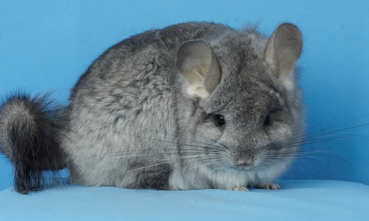 Пропонуються різнокольорові шиншили з Миколаївського розплідника - фото № 7