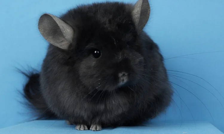 Пропонуються різнокольорові шиншили з Миколаївського розплідника - фото № 8