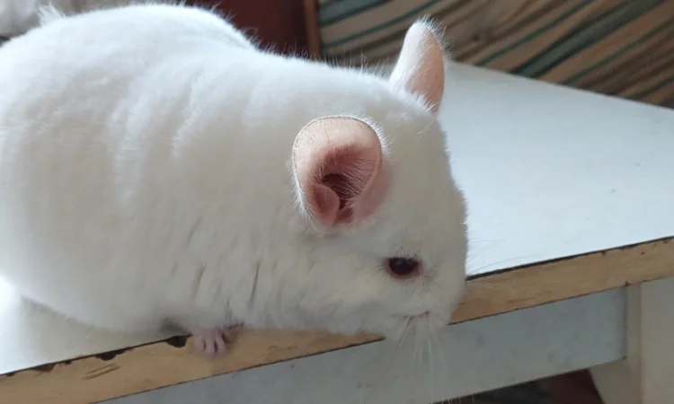 Пропонується шиншила, грызунчик білого кольору - фото № 1