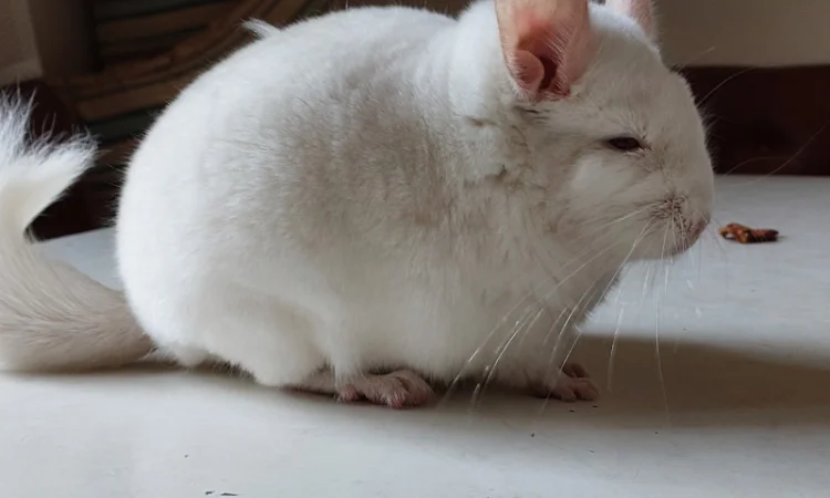 Пропонується шиншила, грызунчик білого кольору - фото № 3