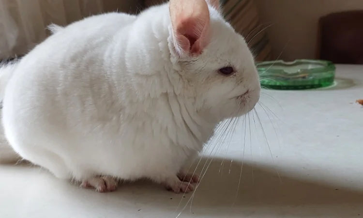 Пропонується шиншила, грызунчик білого кольору - фото № 4