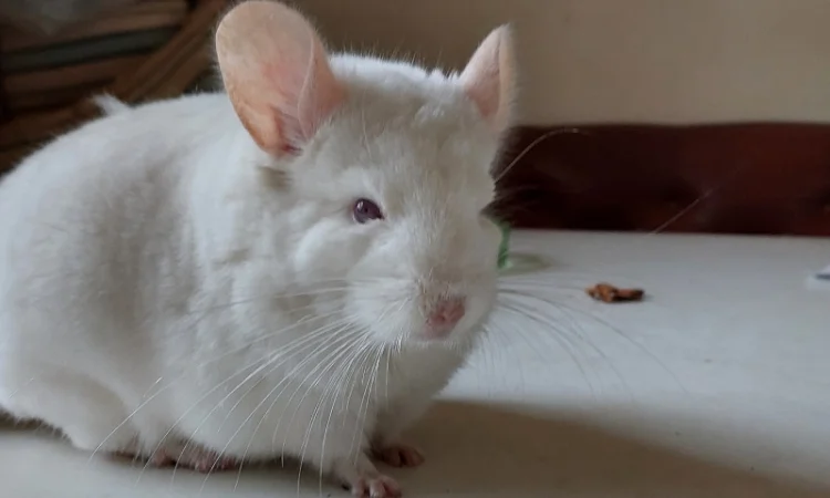 Пропонується шиншила, грызунчик білого кольору - фото № 5