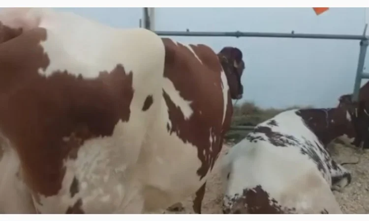 Коровы молочной породы Айшир на продажу - фото № 1