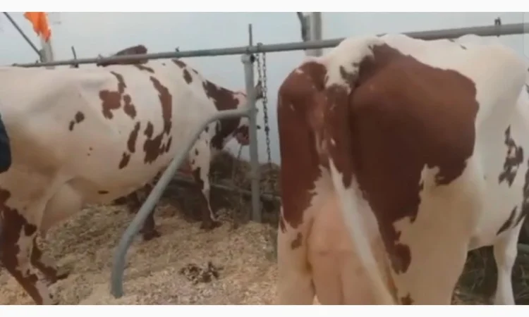 Коровы молочной породы Айшир на продажу - фото № 2