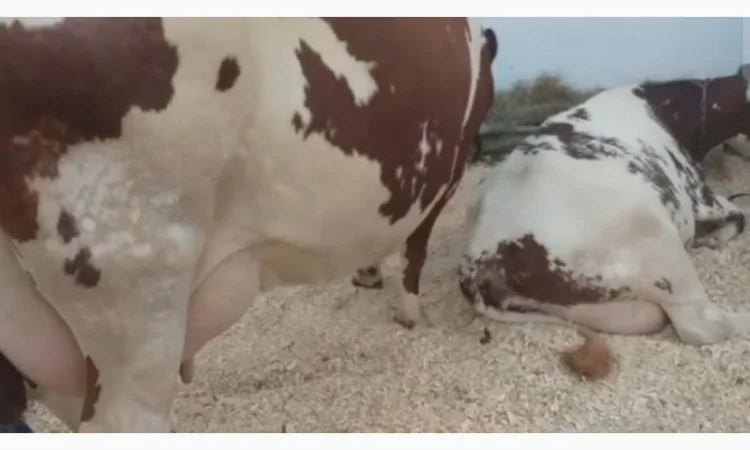 Коровы молочной породы Айшир на продажу - фото № 3