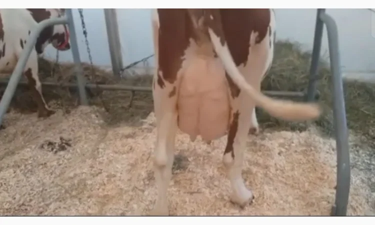 Коровы молочной породы Айшир на продажу - фото № 4