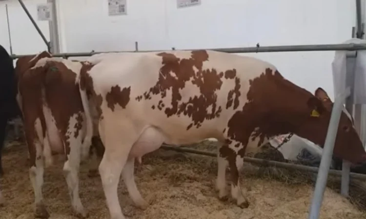 Коровы молочной породы Айшир на продажу - фото № 5