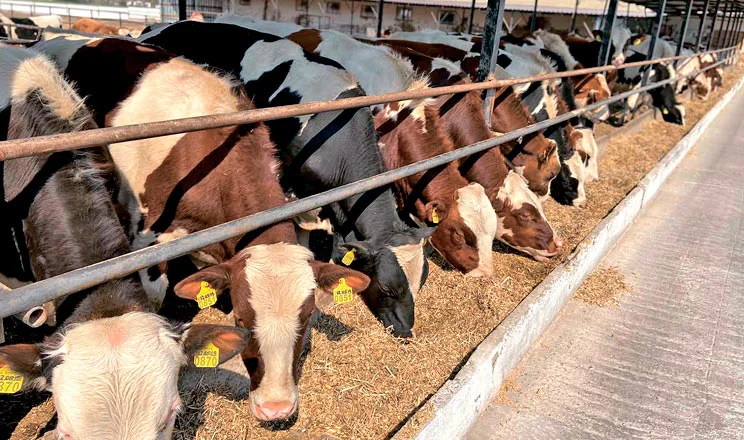 Куплю ВРХ: коровы и быки - фото № 1