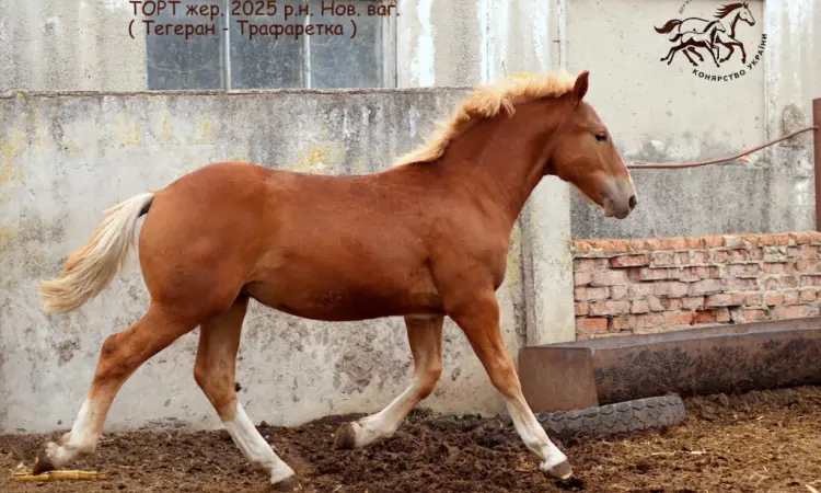 Породистий ваговоз в Полтавській області на ПРОДАЖ - фото № 1