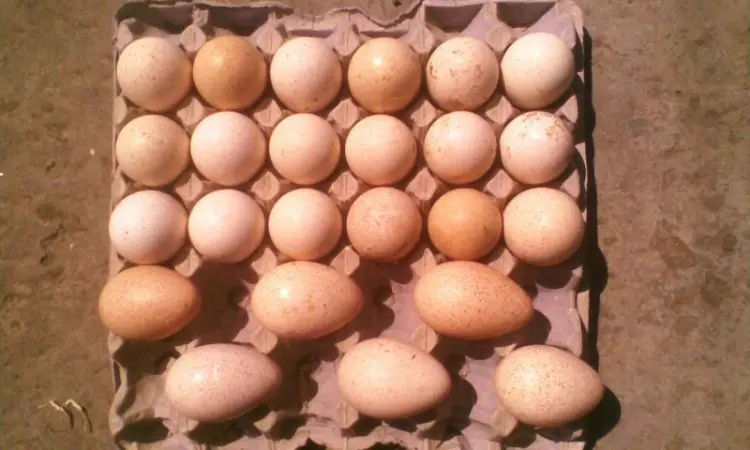 Продам інкубаційне яйце індиків - фото № 2