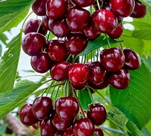 Саженцы колоновидной черешни Хелена - фото № 1