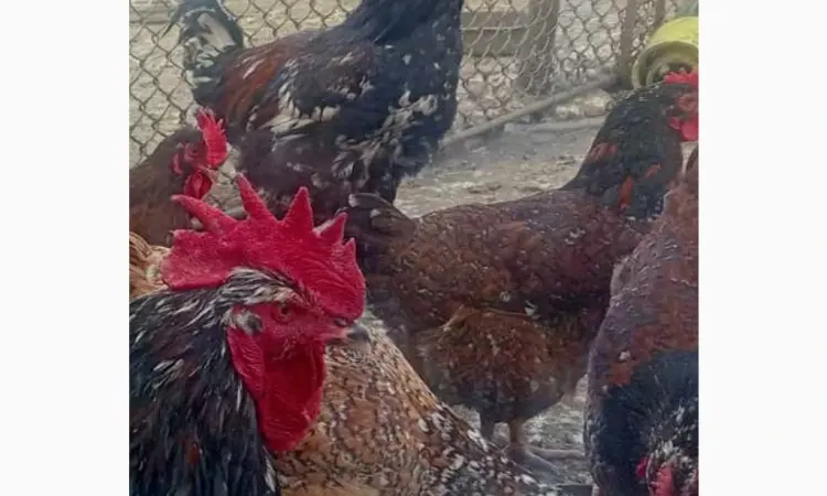 Продам и.я.змвшаних пород Джерсійский гигант Ливенская ситцевая - фото № 2