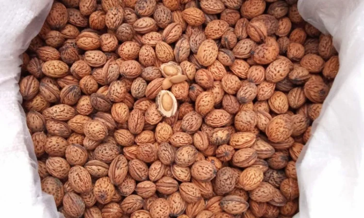 Продается косточка маньчжурского персика - фото № 1