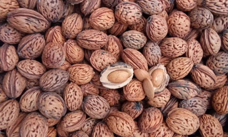 Продается косточка маньчжурского персика - фото № 2