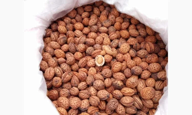 Продается косточка маньчжурского персика - фото № 3