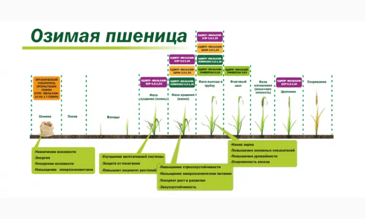 Микроудобрение КДМПР «Мальхам» марки Цинк - фото № 2
