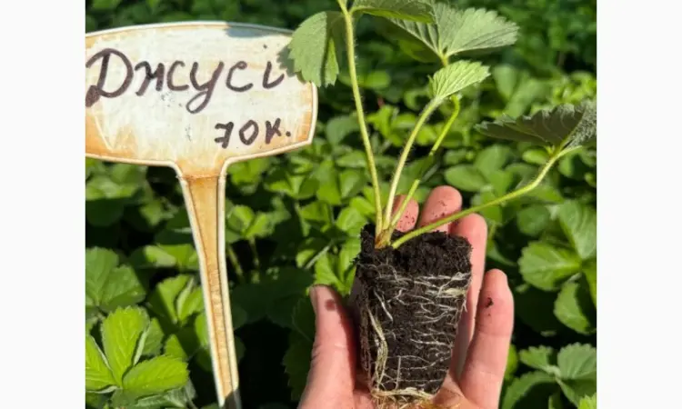 Саджанці Полуниці у касетах. Роздріб та Гурт - фото № 3