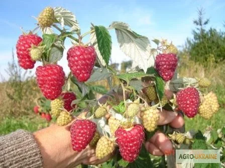 Саженцы малины Брусвяна - фото № 1