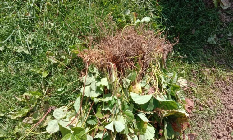 Продам саджанці малини - фото № 1