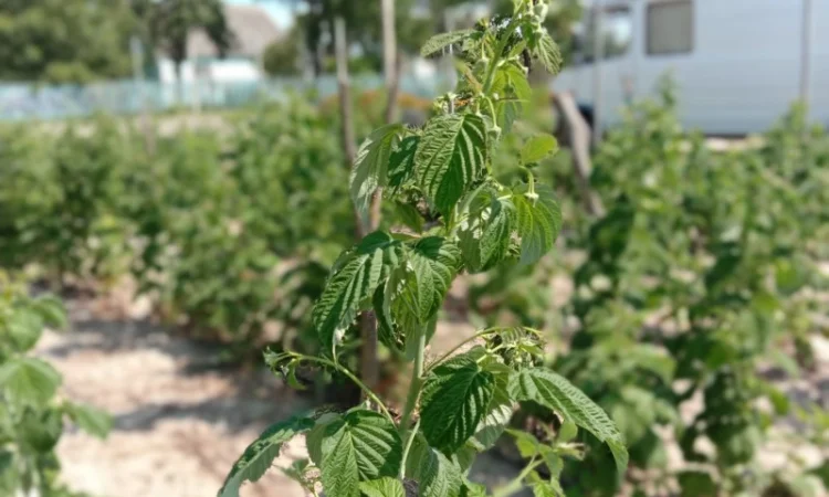 Продам саджанці малини - фото № 2