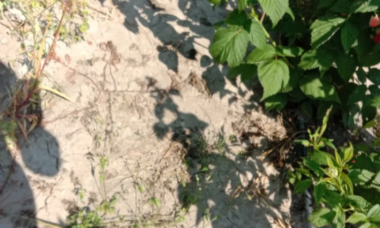 Продам саджанці малини - фото № 11