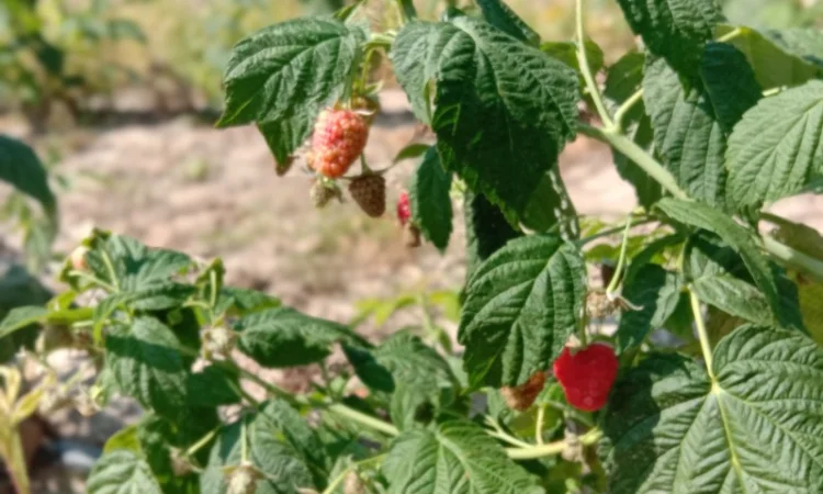 Продам саджанці малини - фото № 10