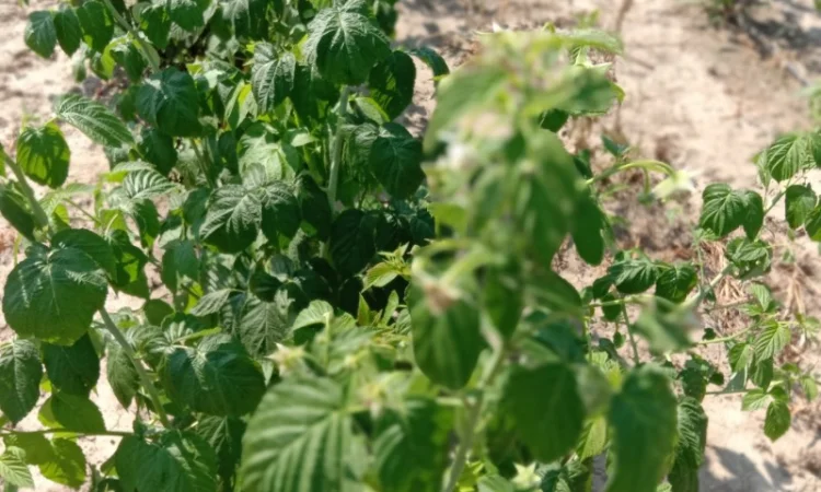 Продам саджанці малини - фото № 9