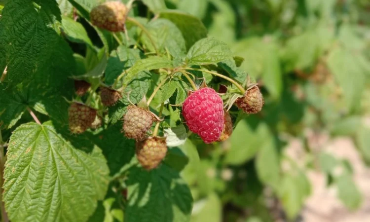 Продам саджанці малини - фото № 7