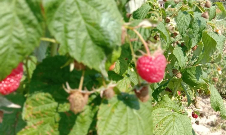 Продам саджанці малини - фото № 6