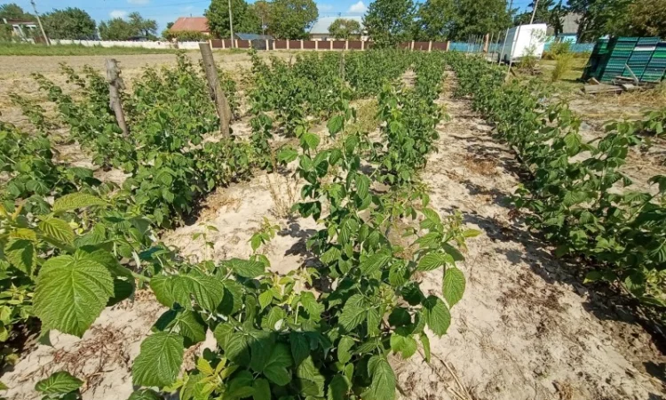 Продам саджанці малини - фото № 5