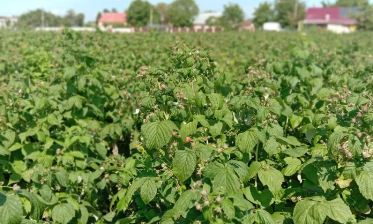 Продам саджанці малини - фото № 4